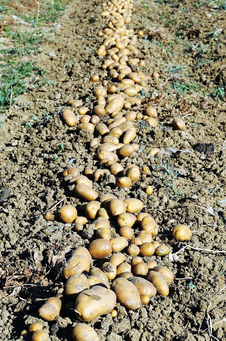 Potatoes ready to harvest in a vegetable garden