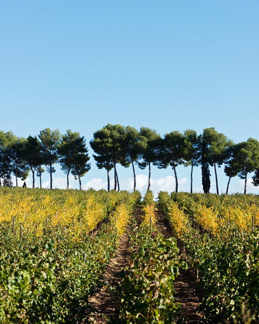 San Lorenzo vineyard in Tuscany