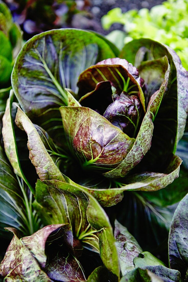 Zichoriensalat im Garten