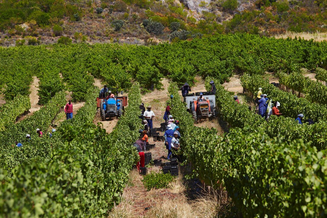 Weinlese von Chenin Blanc Trauben im Weinberg von Vondeling, Paarl, Western Cape, Südafrika