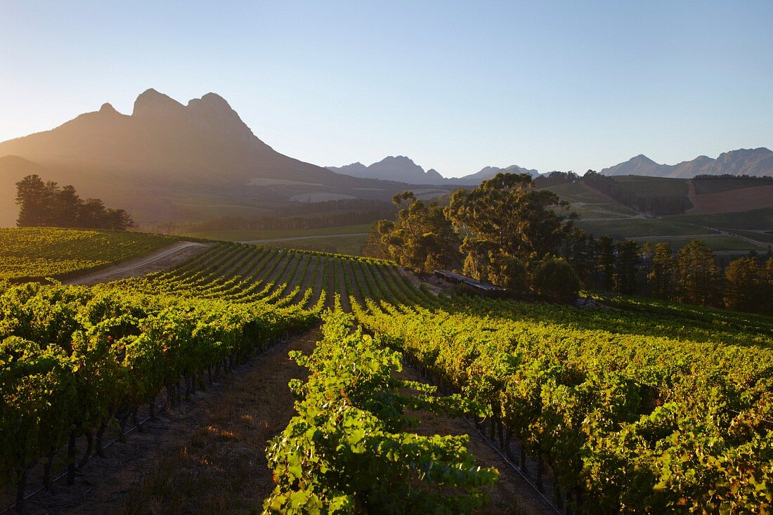 Sonnenaufgang über dem Simonsberg vor den Stellenbosch-Bergen, Südafrika