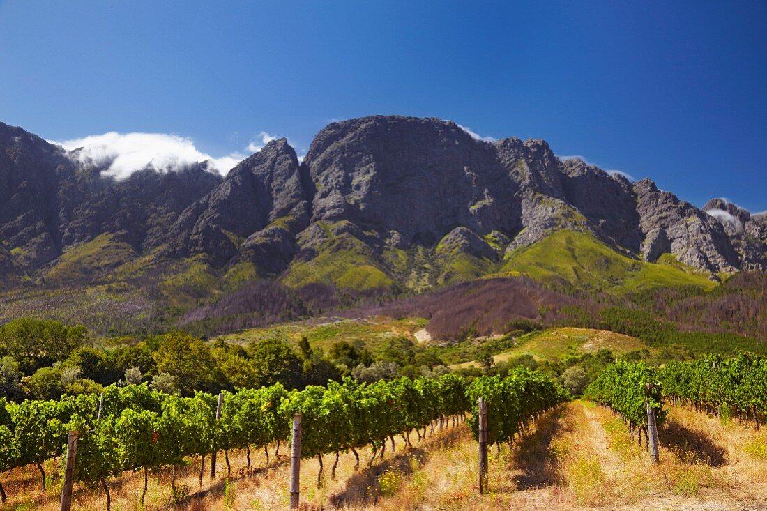 Weinberge von Boekenhoutskloof mit dem Franschhoek-Gebirge (Franschhoek, Western Cape, Südafrika)