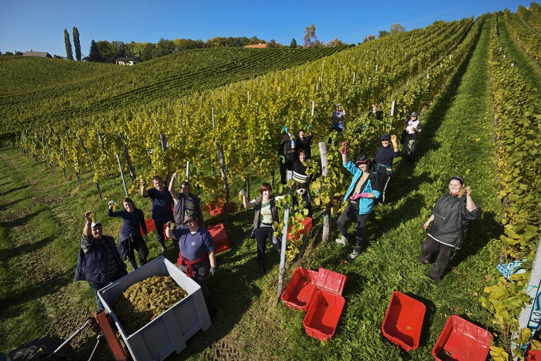 Weinlese von Sauvignon Blanc Trauben in Hochgrassnitzberg, Spielfeld, Steiermark, Österreich