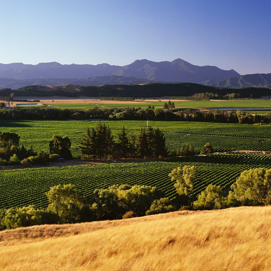 Weinberge von Little Beauty im Waihopai Valley, Marlborough, Neuseeland