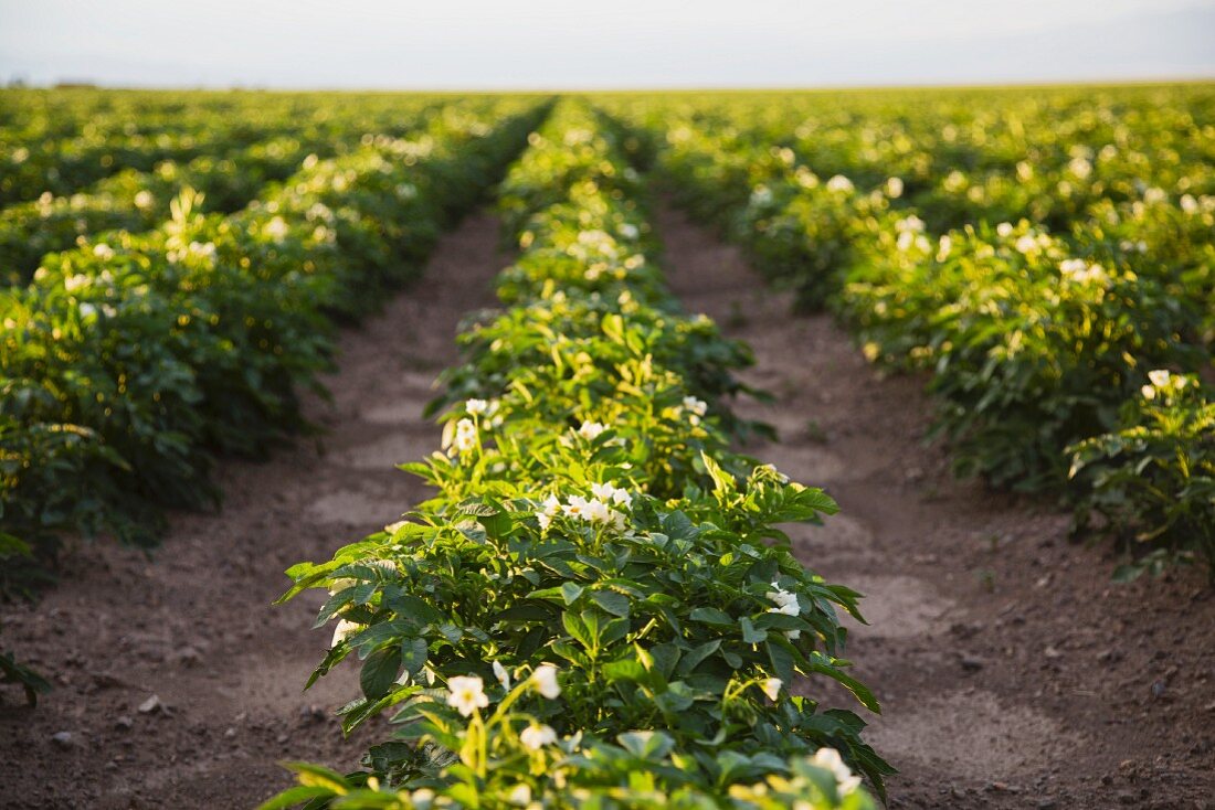 A field of potato plants