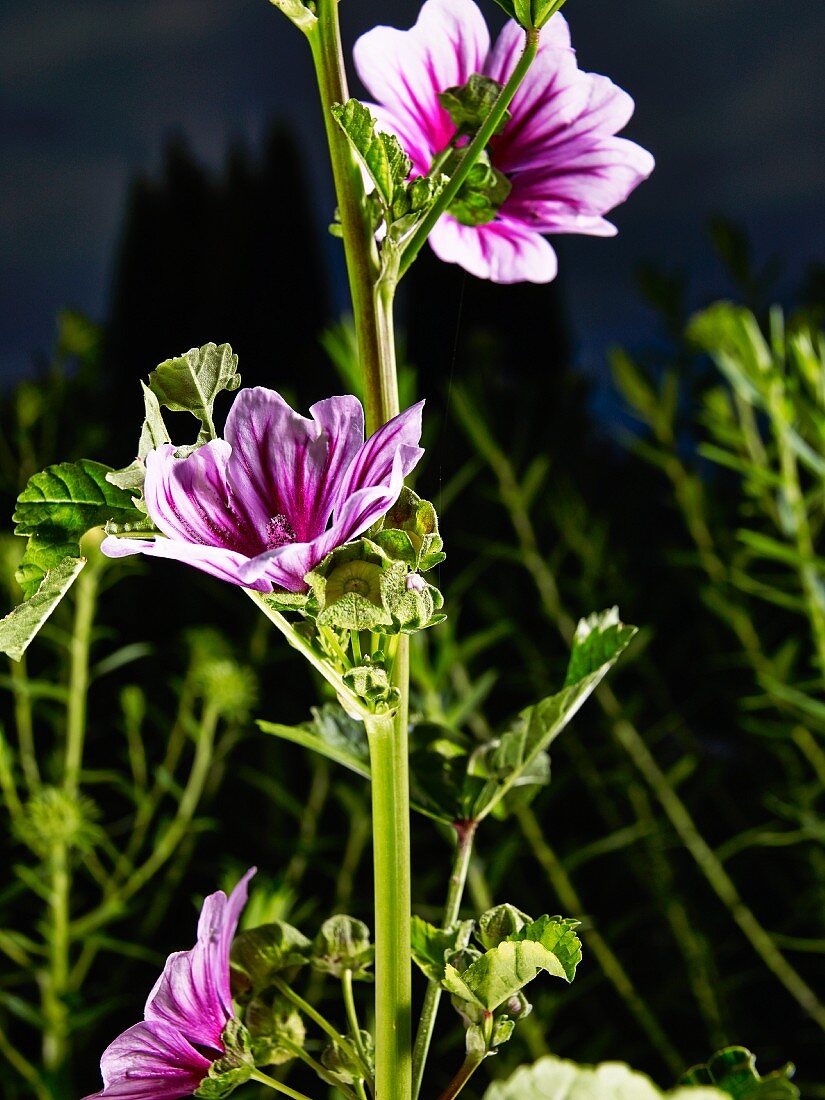Wilde Malve, lila gestreifte Blüten am Stengel