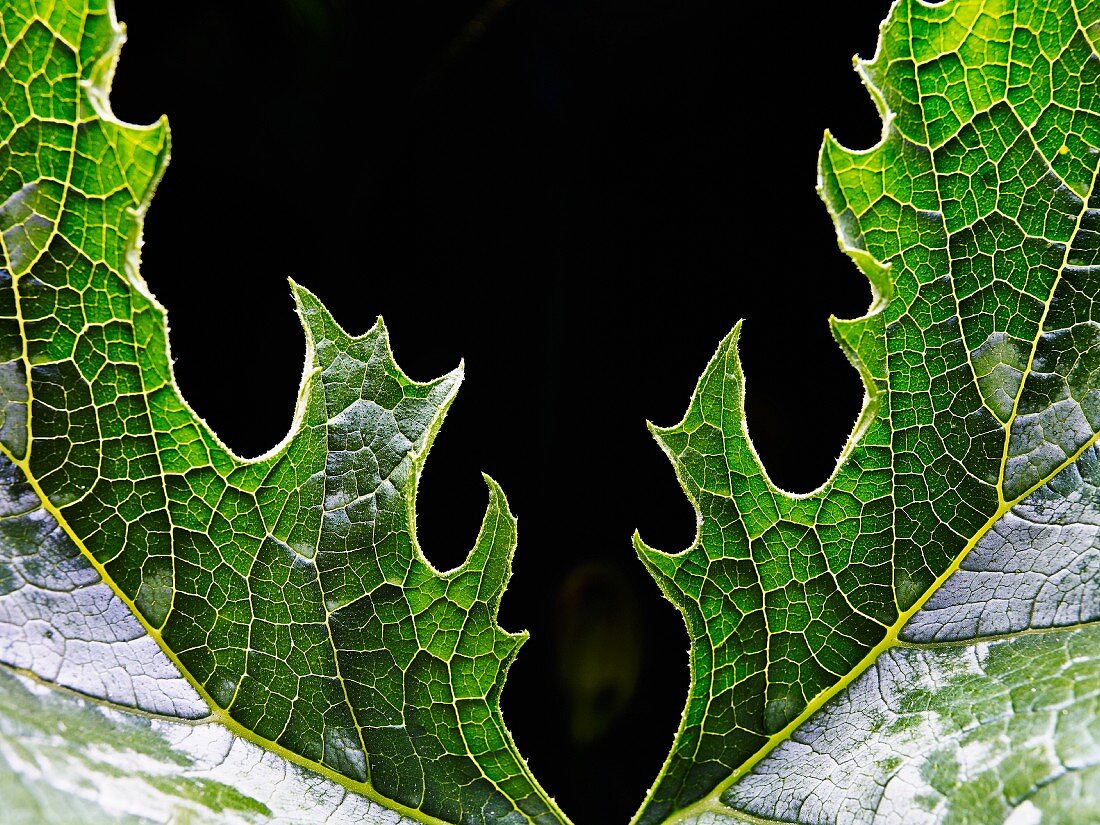 Symetrical leaf texture