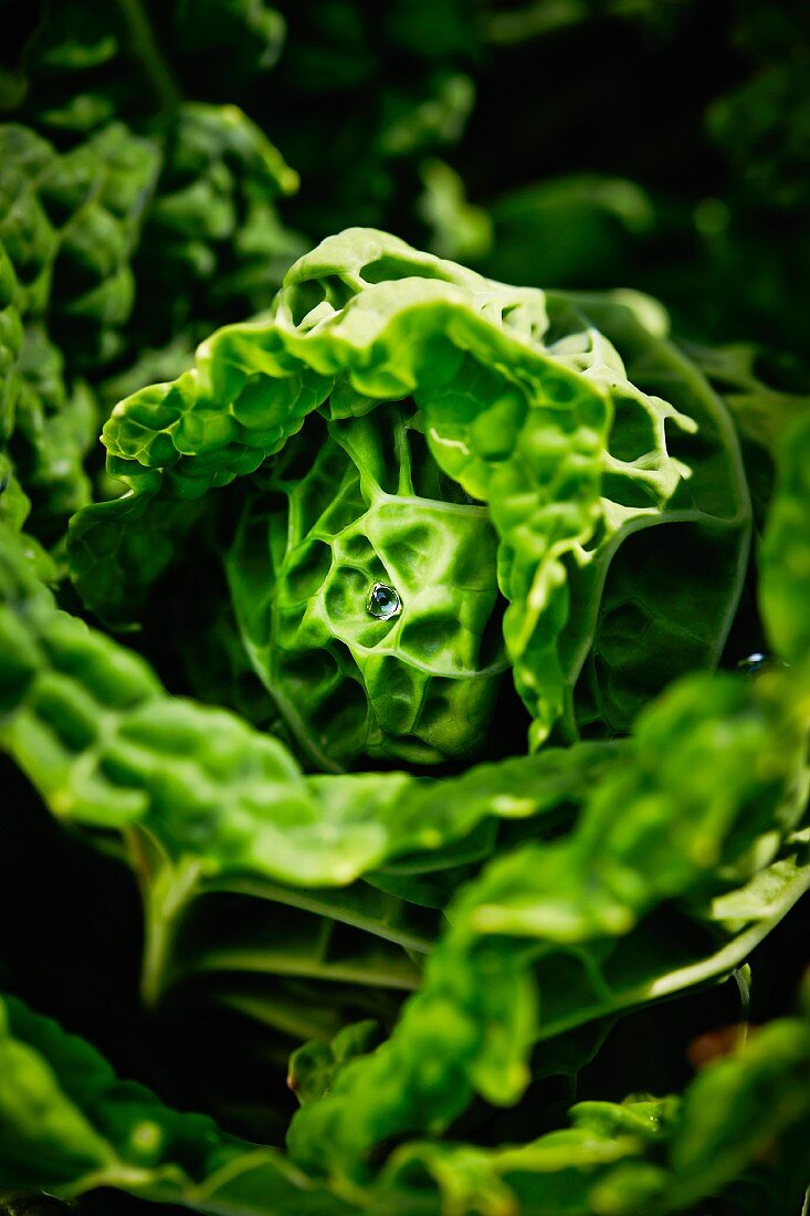 A savoy cabbage seen from above