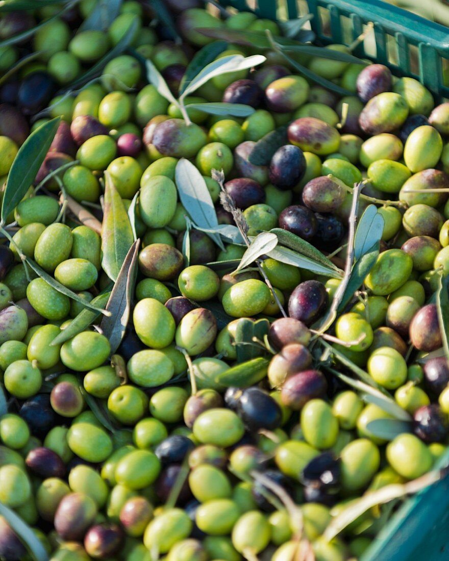 Freshly harvested olives (Maremma Natural Park Albarese)