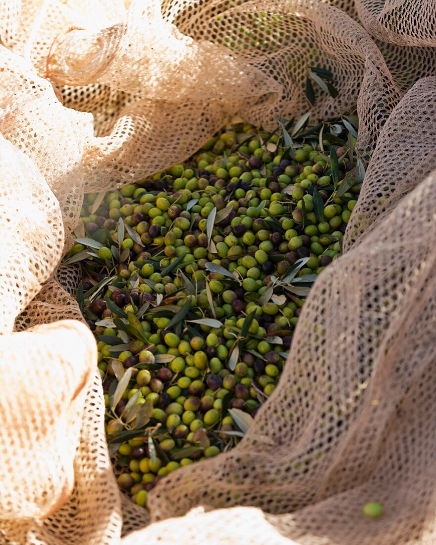 Freshly harvested olives in a catching net (Maremma Natural Park Albarese)