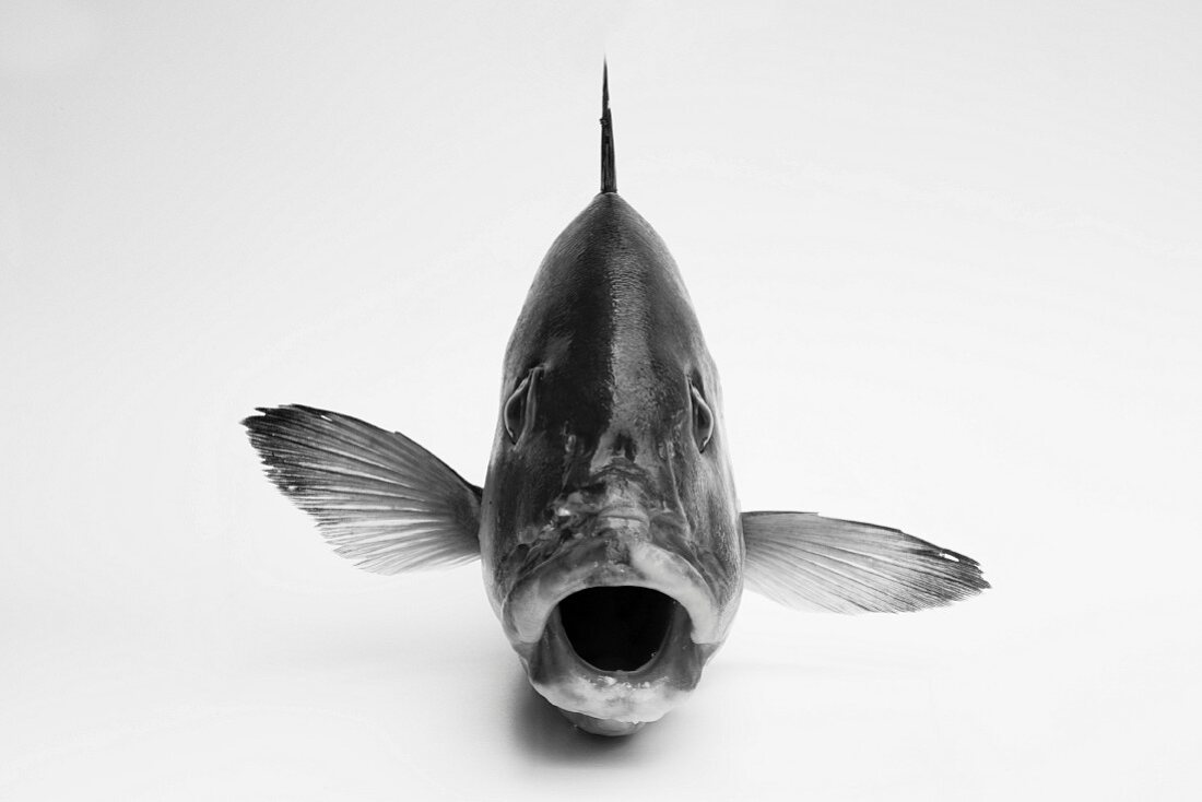 Portrait of a porgy from the front (black and white image)