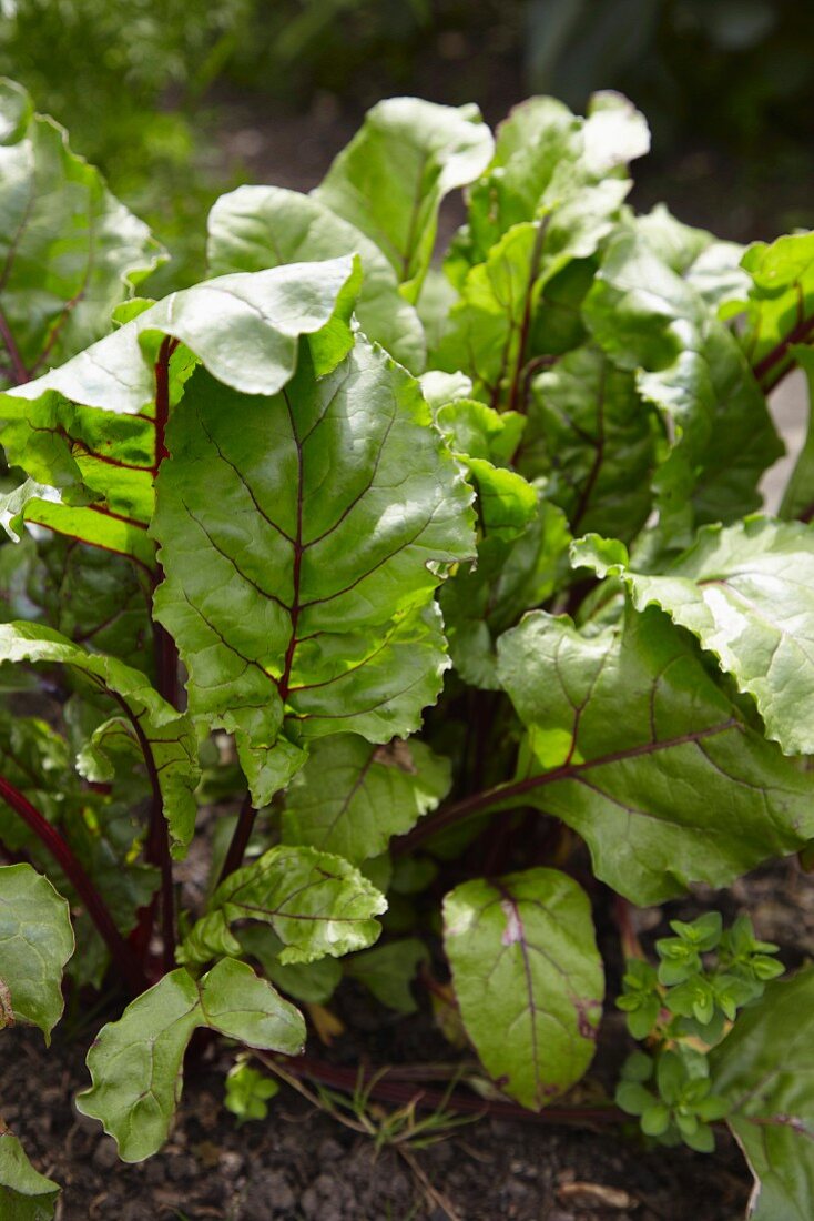 Chard growing in a vegetable garden