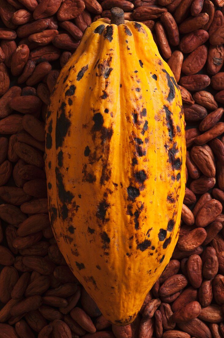 A cocoa pod on cacoa beans
