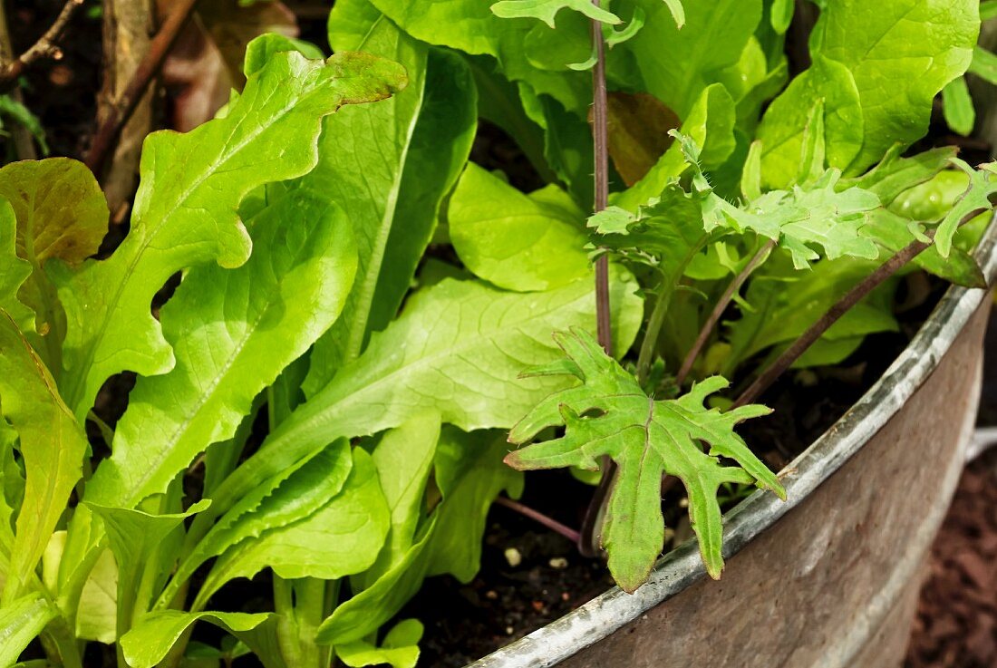 Mixed greens growing in a flower pot on a terrace