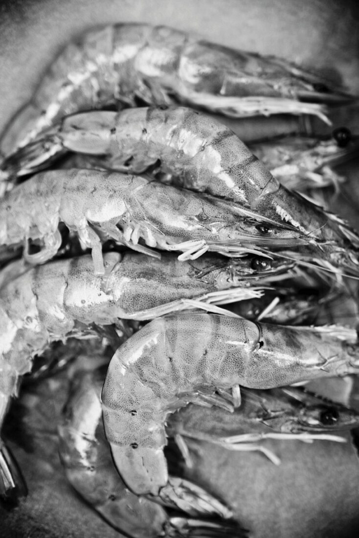 Raw king prawns (black-and-white image)