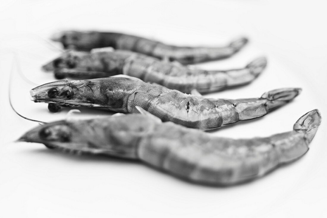 Four raw king prawns (black-and-white image)