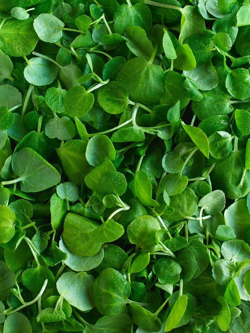 Fresh Bunch of Upland Cress on White Background