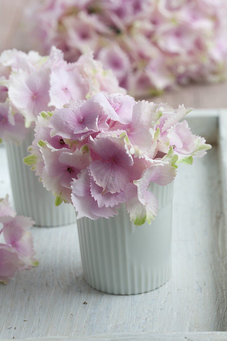 Pink hydrangeas in white beakers