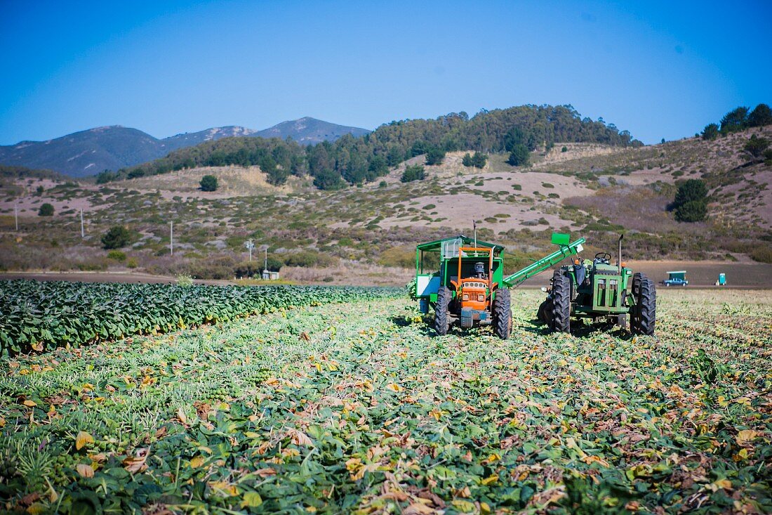 Brussels sprouts being harvested with machines