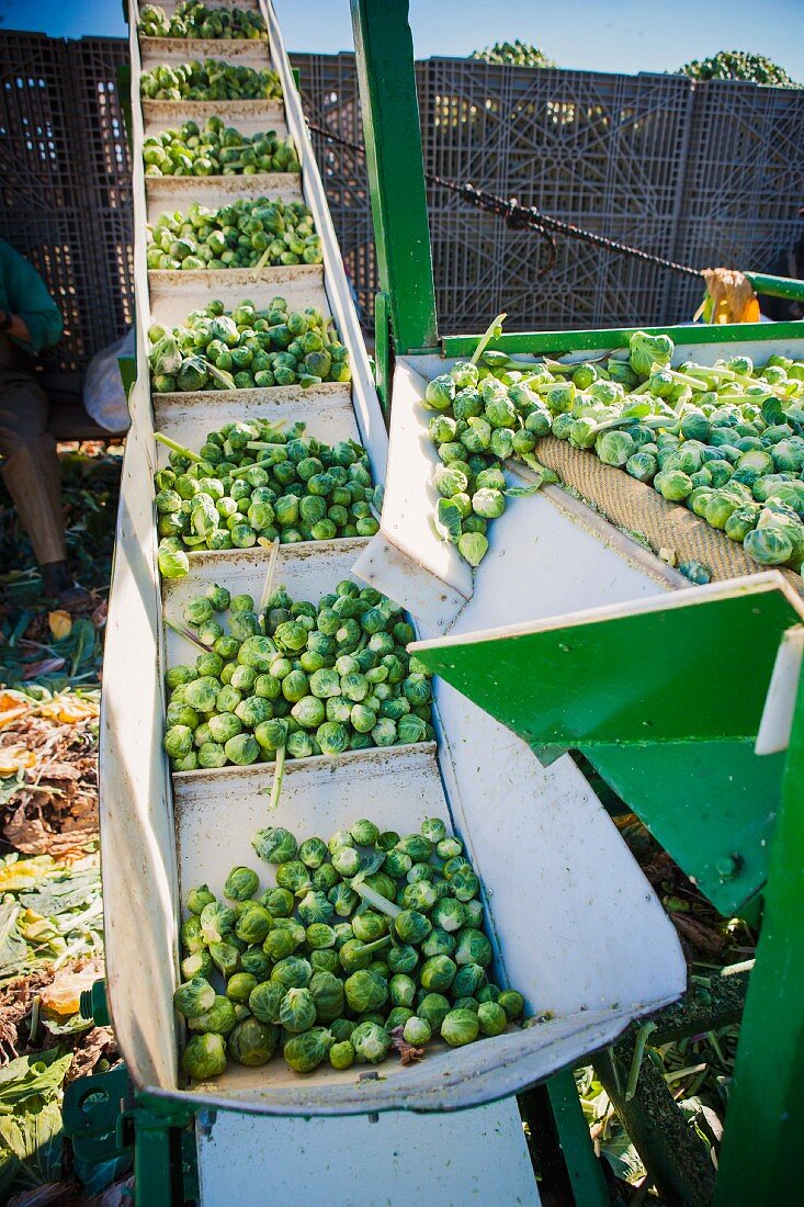 Brussels sprouts being sorted by machine
