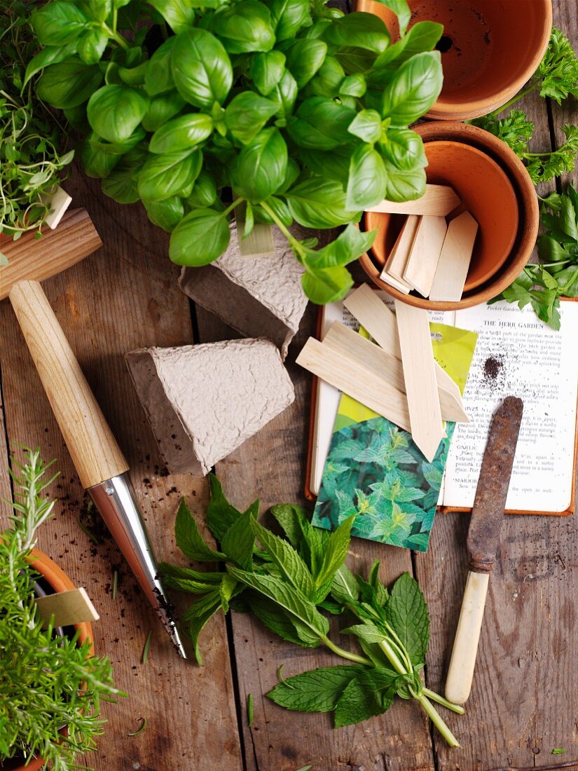 Various fresh herbs and garden tools