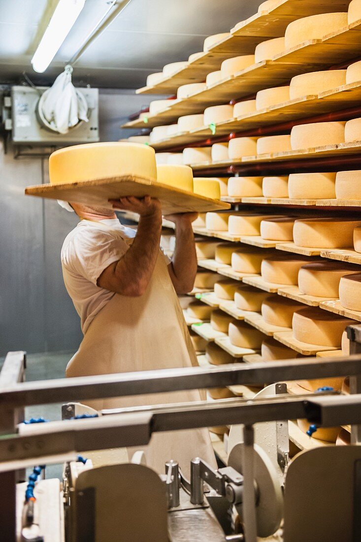 Wheels of cheese being stored on shelves to rippen