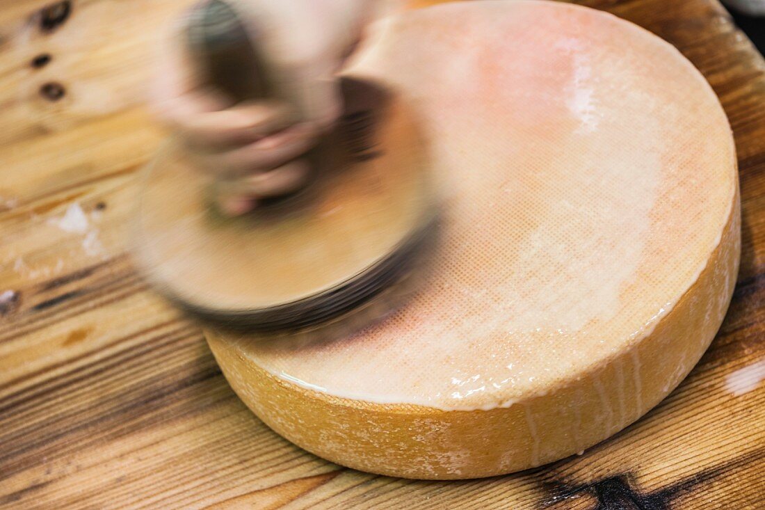 A wheel of cheese being brushed to make a rind