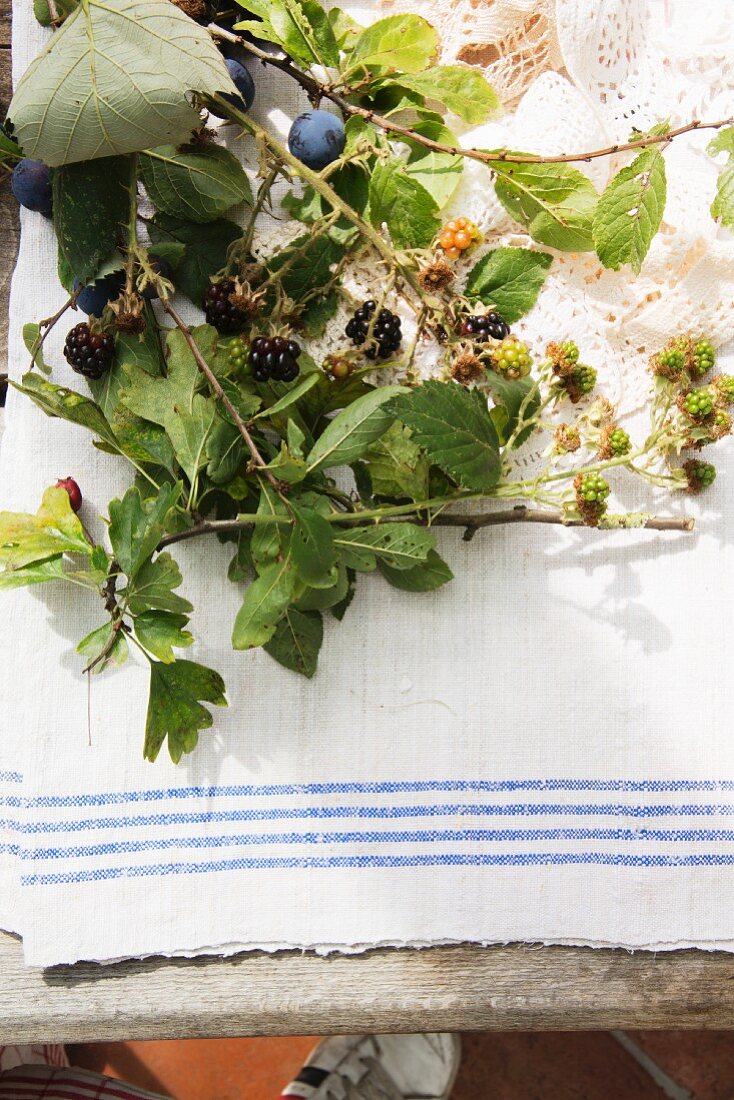 Sprigs of blackberries and sloes with leaves and fruit on a garden table