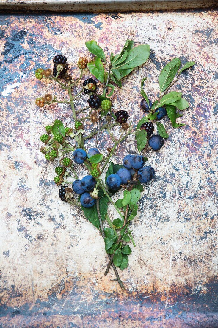 Sprig of blackberries and sloes with leaves and fruit on a weathered stone surface