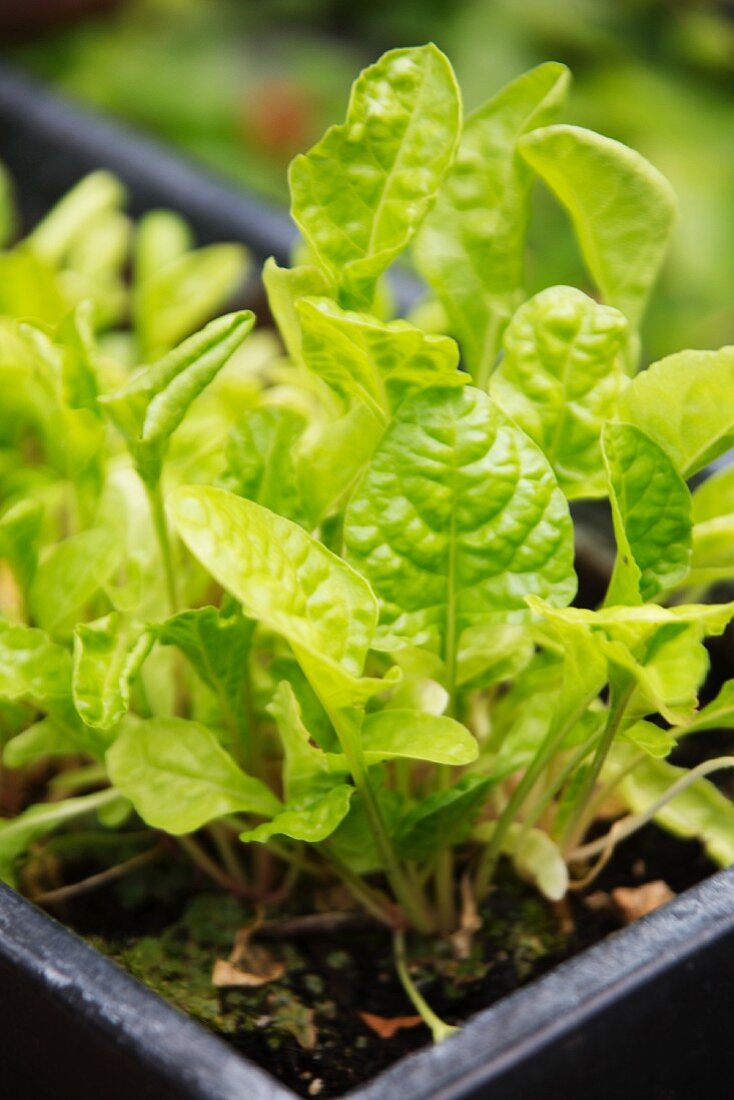 Junge Salatpflanzen in Pflanzkasten