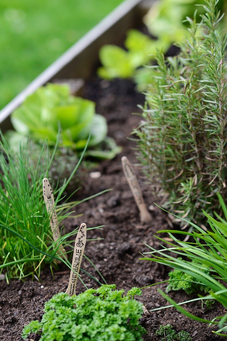 Practical labelling idea for herb garden using disposable wooden cutlery