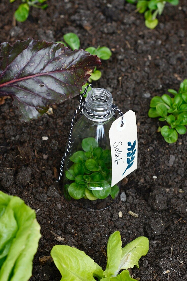Abgeschnittene Plastikflasche mit angehängtem Etikett über kleine Pflanze gestülpt