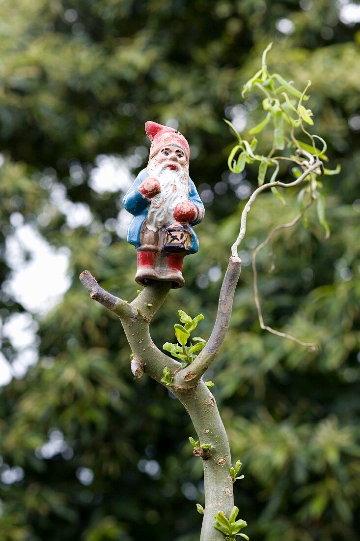 Gartenzwerg-Figur auf dem abgeschnittenen Ast einer Weide