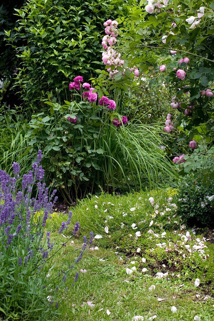 In Violettschattierungen blühende Pflanzen im Garten