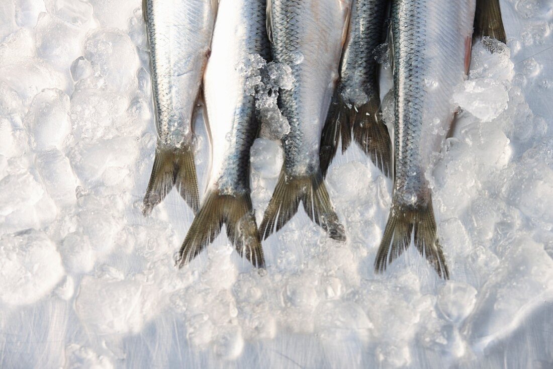 Fresh sardine tails on ice