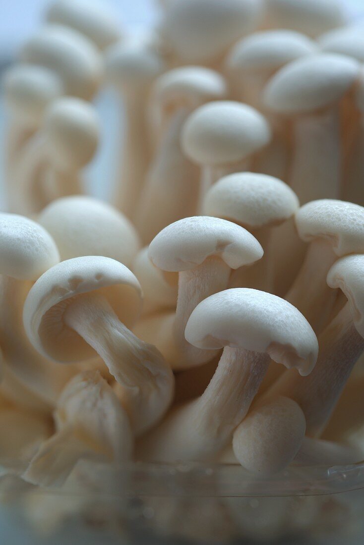 Chinesische Pilze in einem Plastikbehälter