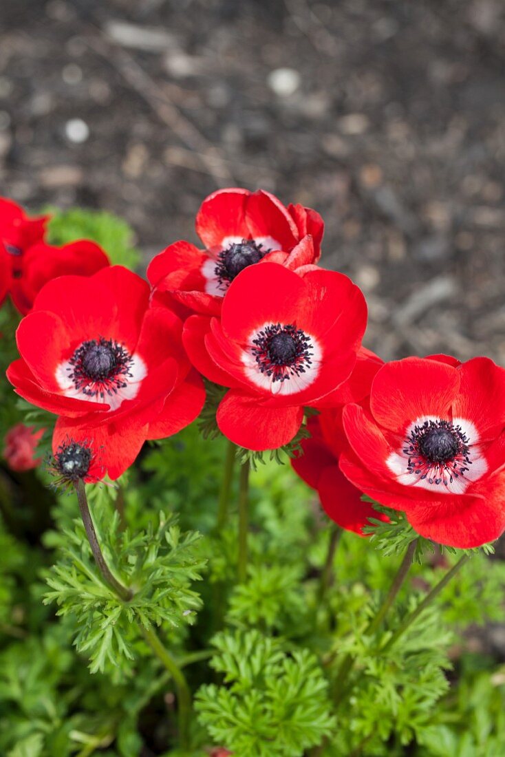 Rote Anemonen im Garten