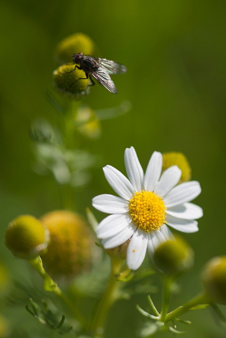A fly on a chamomile flower