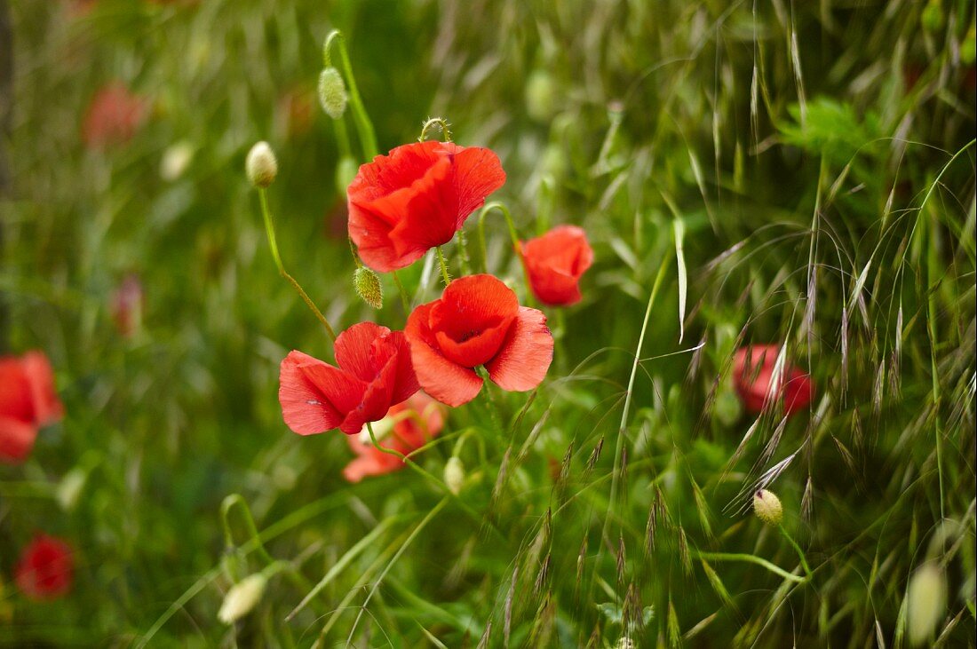 Mohnblumen auf dem Feld