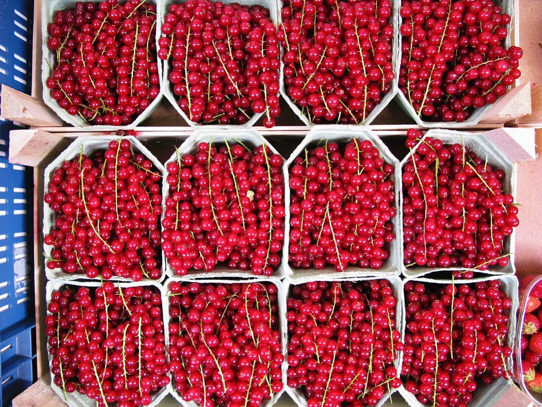 Rote Johannisbeeren in Pappschälchen auf dem Markt