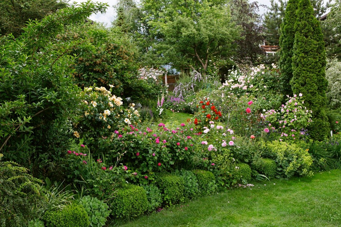 Üppig blühende Rosenstauden mit Buchsbegrenzung in Südtiroler Garten