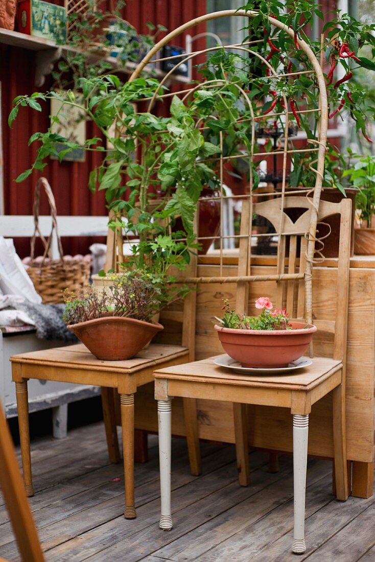 Bowls of plants on old kitchen chairs and climbing plant on trellis on wooden deck