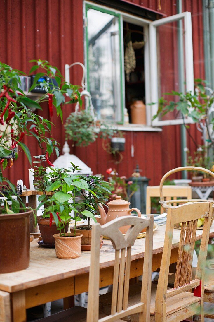 Alte Holzstühle um Tisch mit verschiedenen Pflanzentöpfen, vor Holzhaus