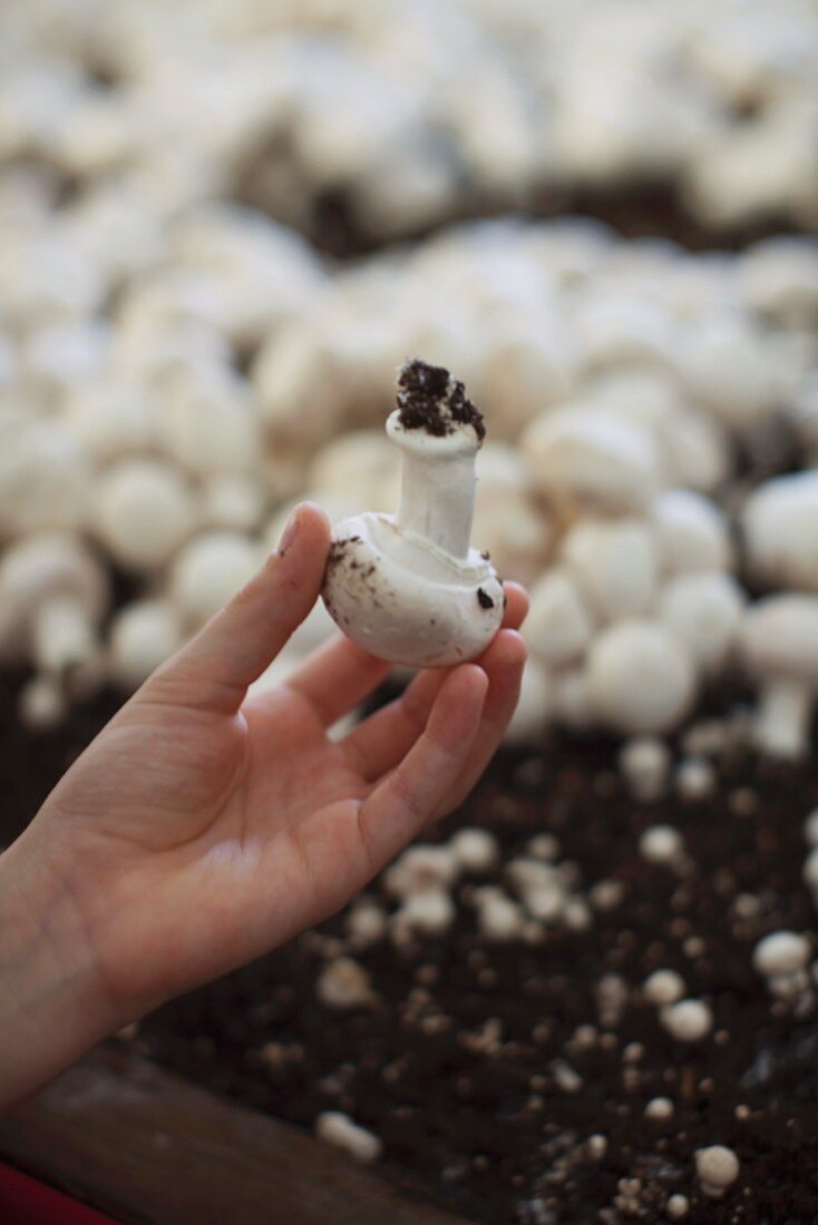 A child holding a freshly picked mushroom