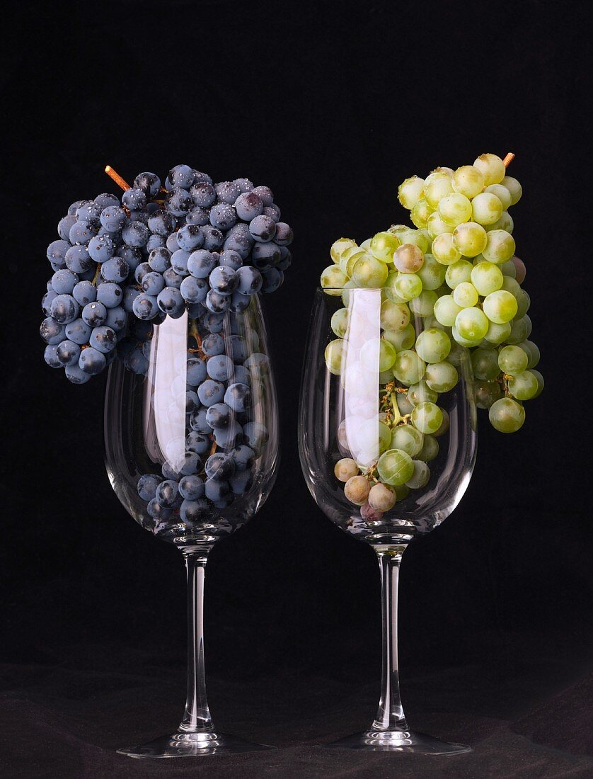 Merlot und Semillon Trauben in Weingläsern