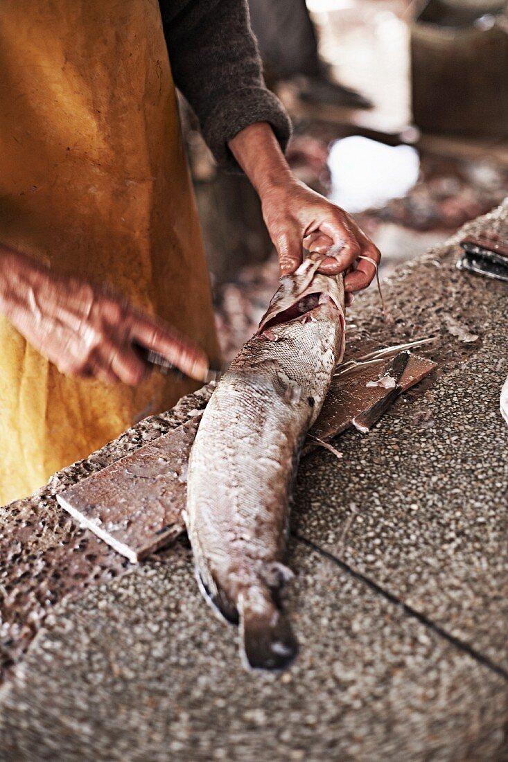 Fischhändler entschuppt Wolfsbarsch in Essaouira, Marokko