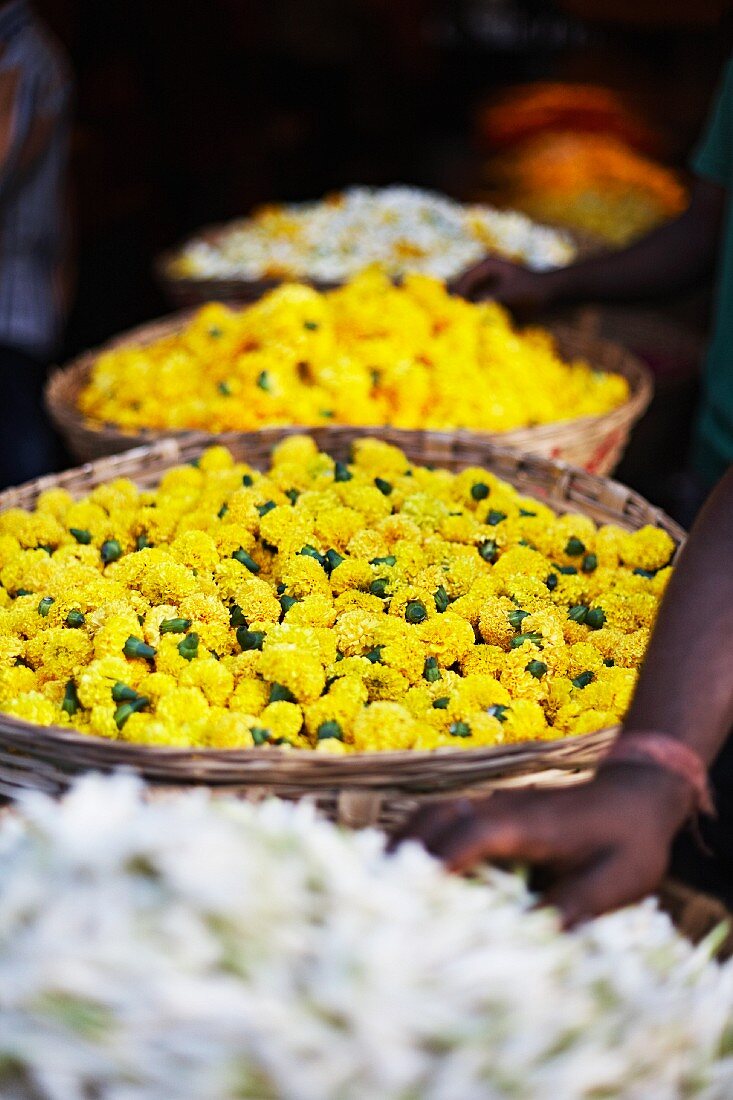 Gelbe und weiße Blumen auf einem Blumenmarkt in Mumbai, Indien