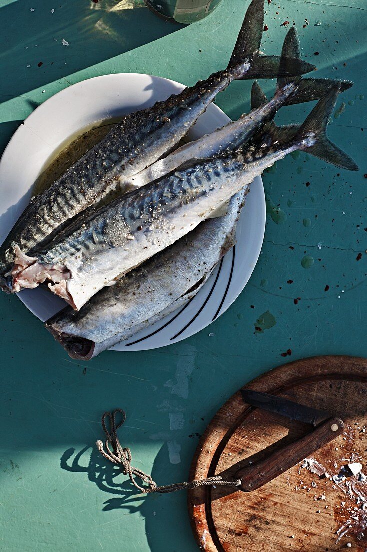 Freshly caught mackerel at the harbour in Copenhagen