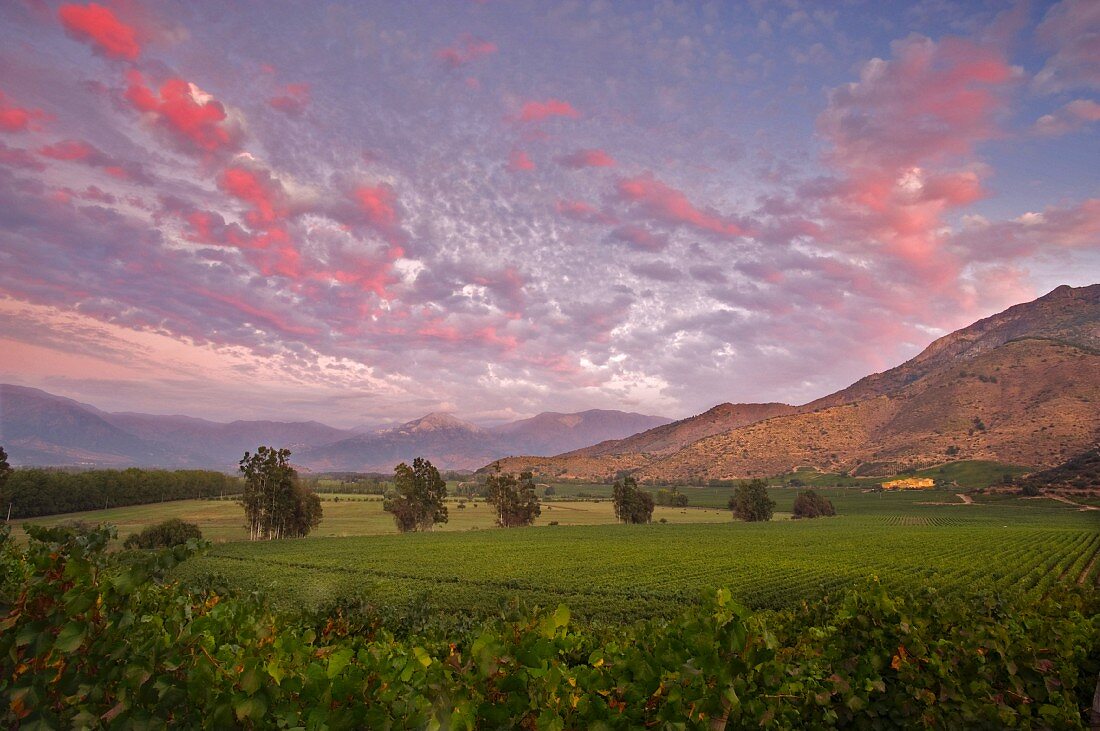 Rot gefärbte Wolken über dem Chardonnay Weinberg des Haras de Pirque, Pirque, Maipo Valley, Chile