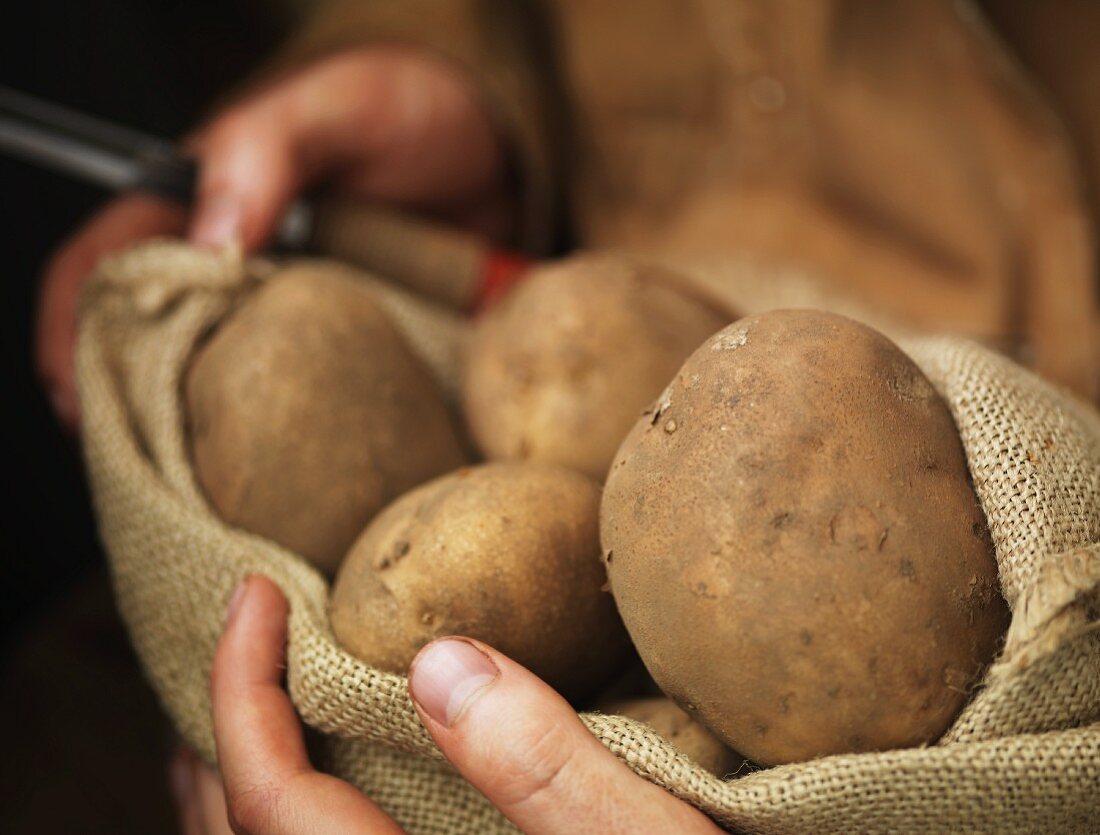 Hände halten einen Sack Biokartoffeln
